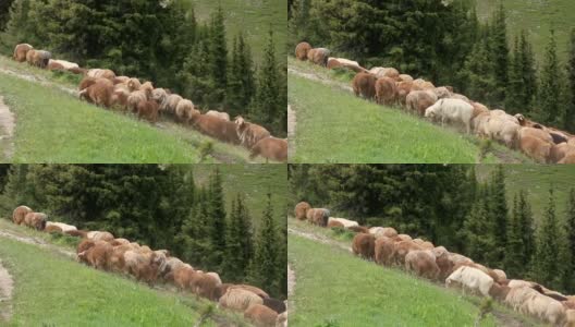 中国新疆农村的羊群高清在线视频素材下载