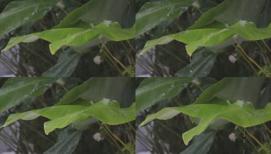 热带雨的近景，一滴雨从绿色的大树叶上落下，慢镜头高清在线视频素材下载