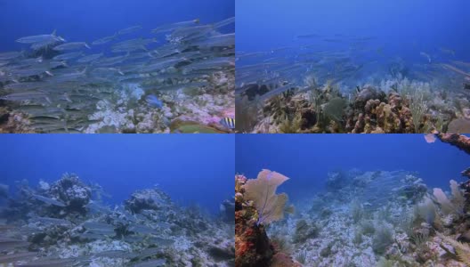 墨西哥金塔纳罗奥，里维埃拉玛雅/科苏梅尔，在加勒比海阿库马尔湾附近的大玛雅礁上与年轻的梭鱼学校进行水肺潜水高清在线视频素材下载