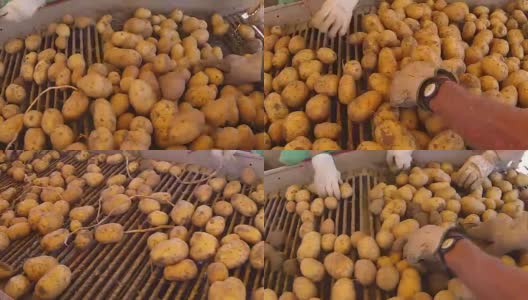 产业分工的干净和脏土豆质量控制体系高清在线视频素材下载
