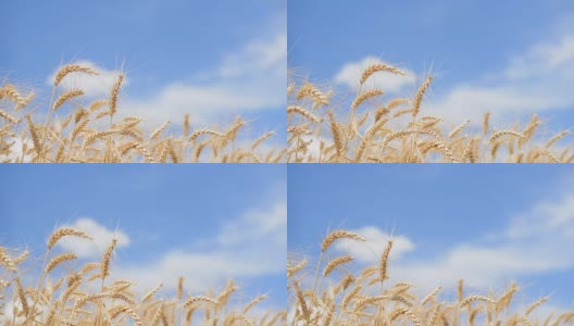 小麦植株高清在线视频素材下载