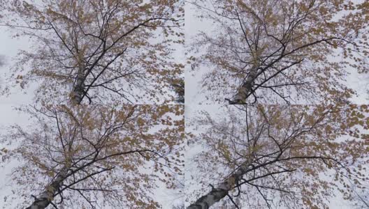 秋日白桦树，旋转运动高清在线视频素材下载