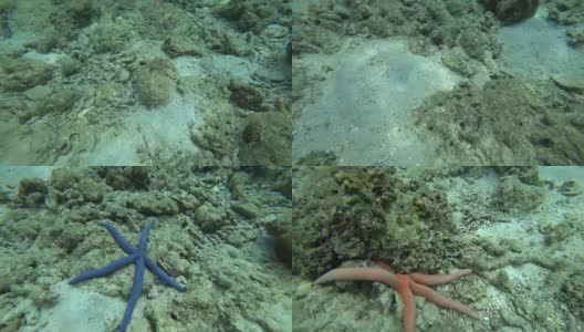 水下珊瑚上的蓝色和红色海星，4千块高清在线视频素材下载
