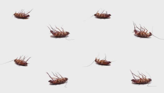 蟑螂寄生于孤立的白色高清在线视频素材下载