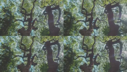 树木和天空的移动拍摄，具有视差效果高清在线视频素材下载