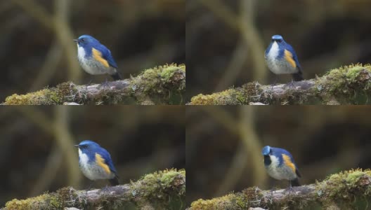 蓝鸟，雄性喜玛拉雅蓝尾巴(跗猴)在树枝上吃虫子高清在线视频素材下载