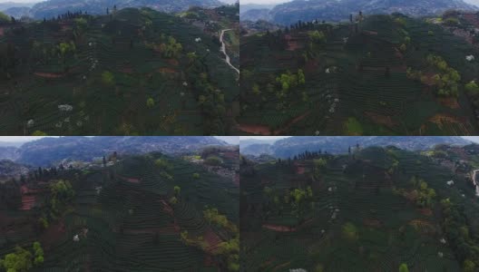 美丽的鸟瞰图的茶叶梯田在中国四川的春天高清在线视频素材下载