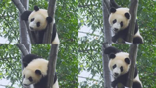 小大熊猫在树上高清在线视频素材下载