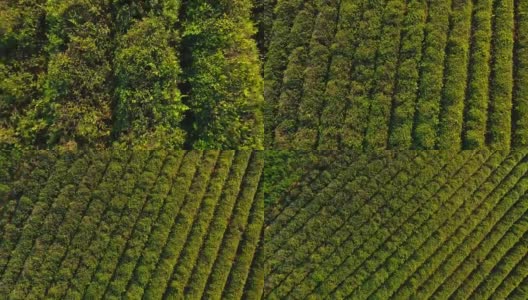 鸟瞰图上均匀排列的茶树种植，生产出口货物高清在线视频素材下载