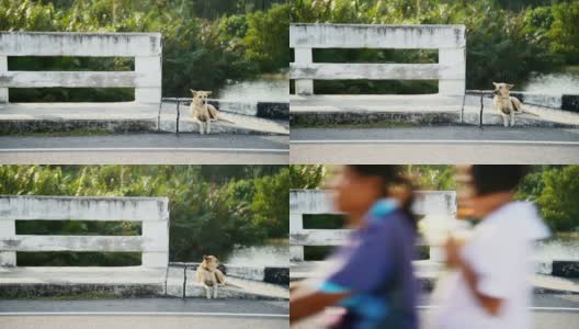 棕色的狗躺在桥和柏油路上。高清在线视频素材下载