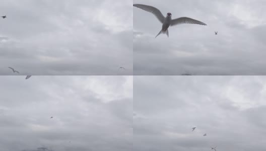 冰岛，慢速飞行的北极燕鸥高清在线视频素材下载