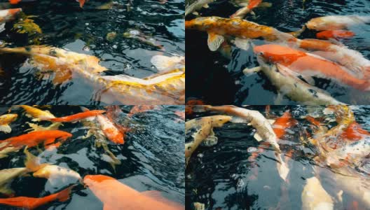 美丽的锦鲤在池塘里游泳，中国西安。高清在线视频素材下载