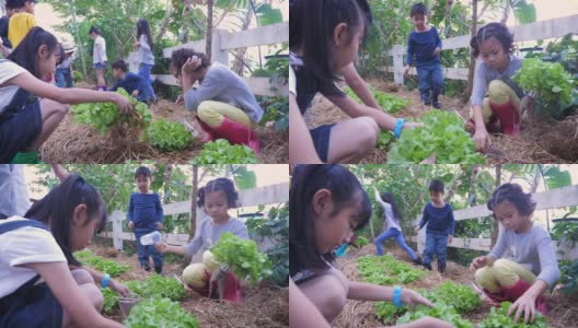 一群亚洲孩子喜欢在花园农场种植新鲜的有机生菜蔬菜，学习环境和教育理念高清在线视频素材下载