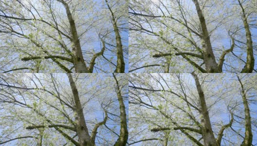 透过树顶看，春天盛开的樱桃树高清在线视频素材下载