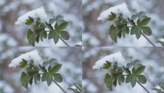 绿叶，在春雪下发芽，在阴天。植物在雪下发芽。高清在线视频素材下载