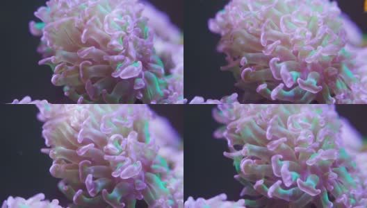 视频微距镜头。分枝珊瑚释放卵。人工珊瑚种植昆士兰。高清在线视频素材下载