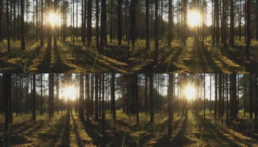 美丽的风景与日出太阳在阳光充足的针叶林。阳光穿过树林在树林里，相机慢镜头在松林高清在线视频素材下载