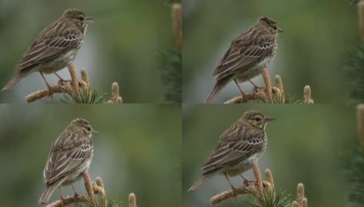 白桦树鹨(白花Anthus trivialis)春季鸣禽，白俄罗斯高清在线视频素材下载