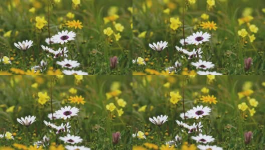 五颜六色的雏菊花朵闭合高清在线视频素材下载