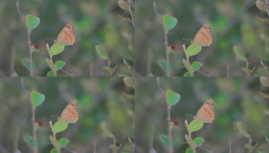 蝴蝶在叶子上的特写镜头高清在线视频素材下载