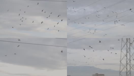 一群鸽子在加利福尼亚的天空中以慢镜头飞翔高清在线视频素材下载