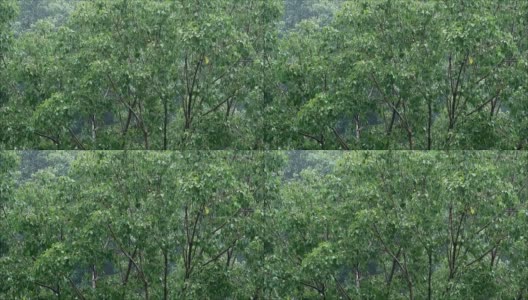 大菩提树的绿叶在小雨阵雨中的画面高清在线视频素材下载