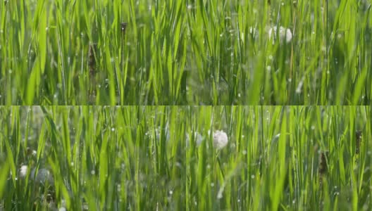绿色草地上的露珠，超高清4K高清在线视频素材下载