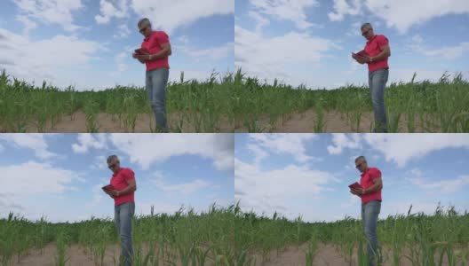 成熟的农学家戴着墨镜在旱季视察玉米田高清在线视频素材下载