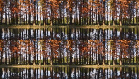 水边黎明红杉反映在水在阳光明媚的秋日，4k镜头慢动作效果。高清在线视频素材下载