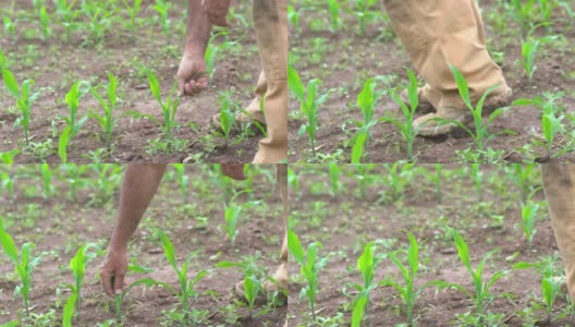 检查早期玉米收成的农场高清在线视频素材下载