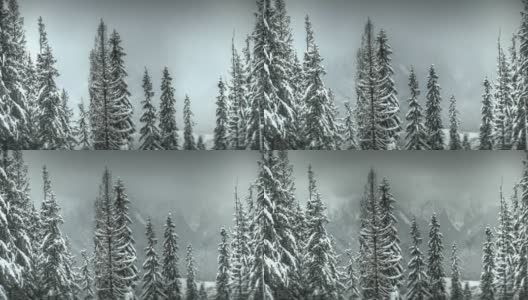 下雪的森林高清在线视频素材下载