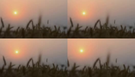 夕阳下金色的麦田高清在线视频素材下载