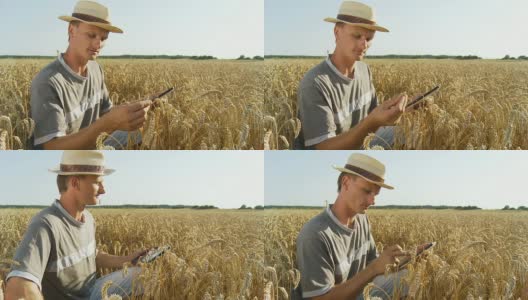 HD:农民用药片检查小麦高清在线视频素材下载