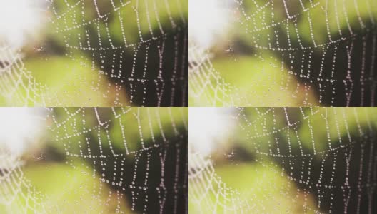 带水滴的蜘蛛网高清在线视频素材下载