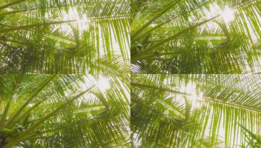 Palm leaf高清在线视频素材下载