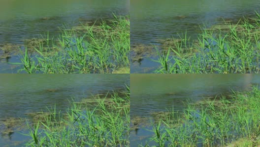 夏天美丽的沼泽高清在线视频素材下载