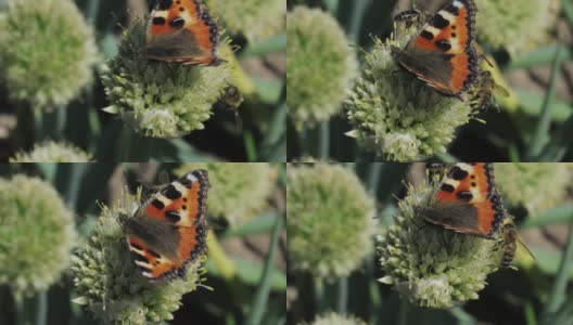 蝴蝶和蜜蜂采集花蜜并为植物授粉高清在线视频素材下载