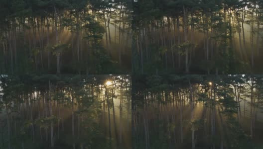 当阳光穿过树木时，无人机拍摄环绕林地的镜头高清在线视频素材下载