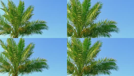 棕榈叶映衬着天空。有选择性的重点。大自然。高清在线视频素材下载
