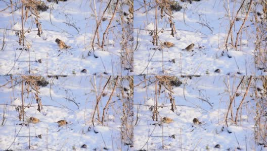 两只麻雀在雪地里跳着寻找食物。高清在线视频素材下载