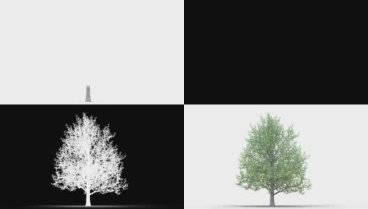 在白色的背景下种植树木高清在线视频素材下载