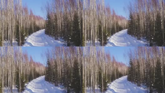 冬天的风景从宝座的高度。夹。高大的桦树和绿色的小圣诞树在一条白色道路的背景下，在明亮的蓝色天空的背景下，它们并排站在一起高清在线视频素材下载