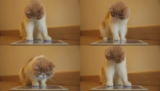 可爱的小猫玩数码平板电脑高清在线视频素材下载
