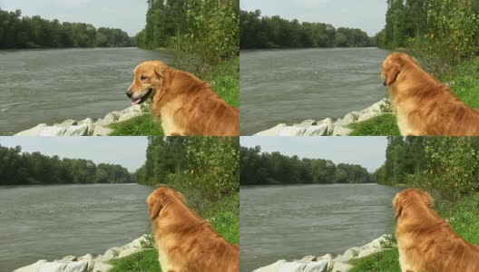 河边的金毛寻回犬高清在线视频素材下载