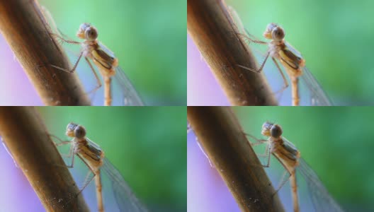 蜻蜓面对细节高清在线视频素材下载
