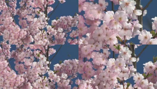 高清:粉红色的花朵高清在线视频素材下载