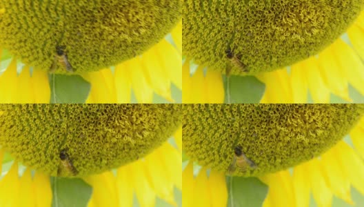 大黄蜂在向日葵上高清在线视频素材下载