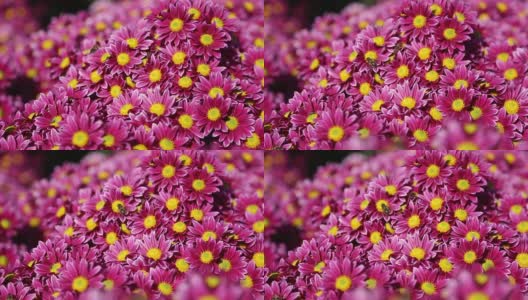 秋天开花的菊花高清在线视频素材下载