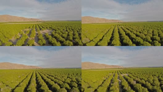 空中加利福尼亚橘子园高清在线视频素材下载