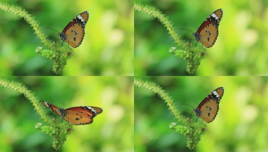 以绿色花朵为食的帝王蝶高清在线视频素材下载